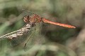 Sympetrum meridionale male-220256